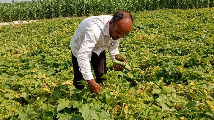 রমজান শুরুতেই খিরার দাম দ্বিগুণ, লাভের মুখে ফুলবাড়ীর চাষিরা